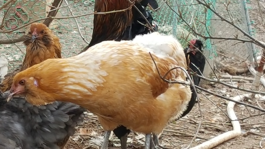 닭우리 이미지