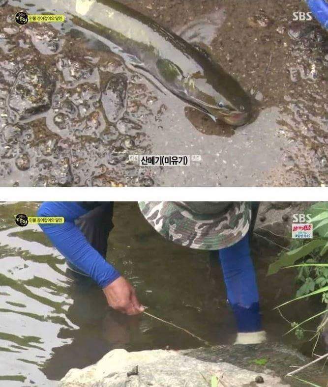 민물장어의 위엄 | 인스티즈