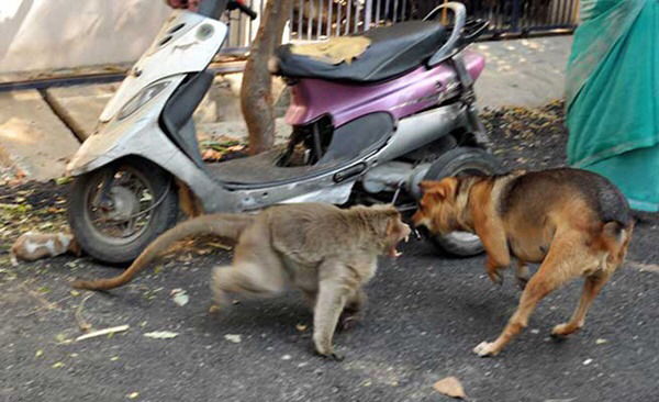 강아지를 새끼처럼 키우는 원숭이 | 인스티즈