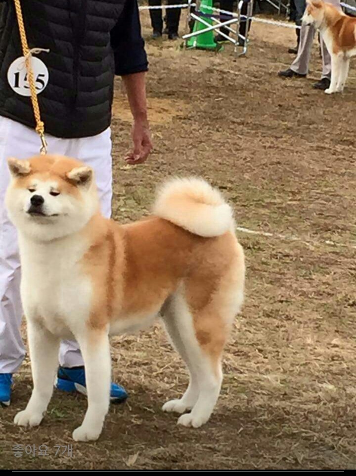 하루미 이미지