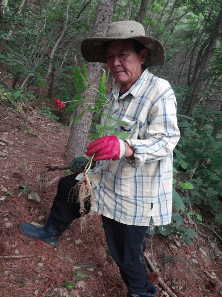 산양산삼 이미지