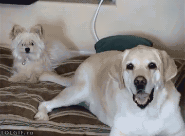 뜻밖의 멍멍이들.gif | 인스티즈