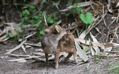 아기 사슴의 유혹 | 인스티즈