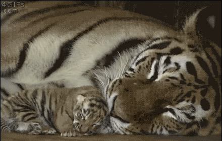 하찮고 귀여운 아기호랑이 | 인스티즈