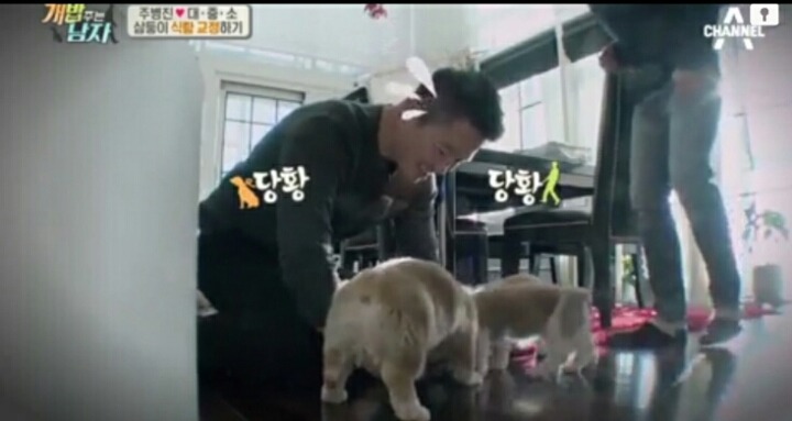 [개밥주는남자] 웰시코기 삼둥이 대중소 식탐고치기 (feat.갓형욱) | 인스티즈