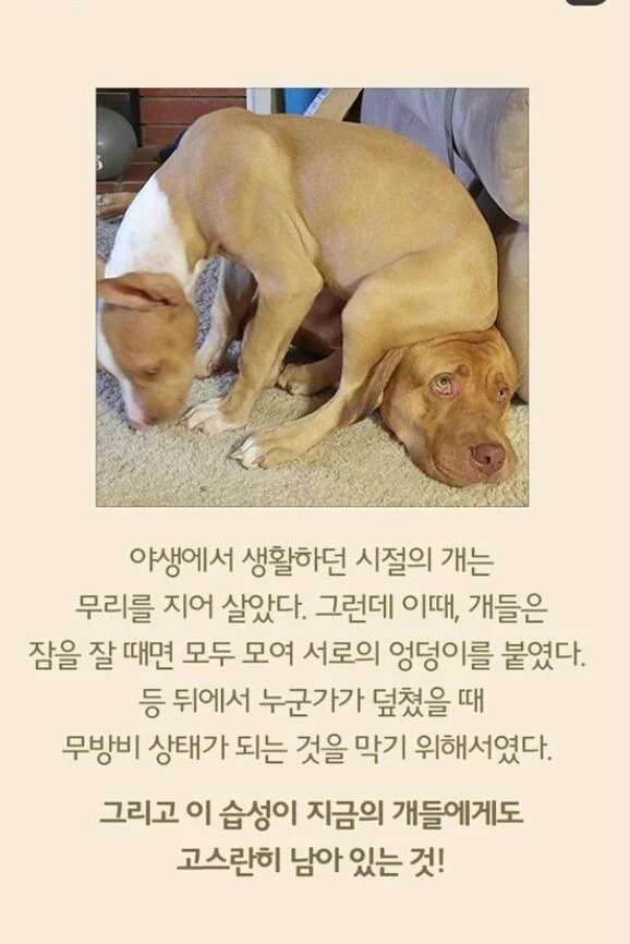 개가 엉덩이를 주인에게 들이미는 이유.jpg | 인스티즈