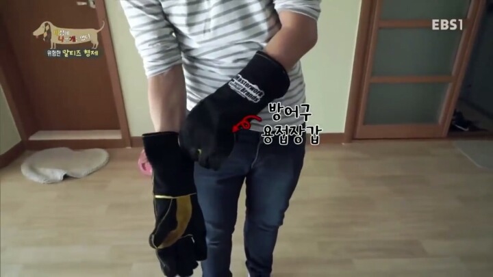 [세나개] 공격적인 반려견이 되는 이유 1부.jpg | 인스티즈