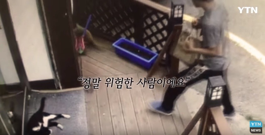 혐오,분노주의)고양이 잔혹하게 내던져 죽이고는 '웃으며 도망쳤다' | 인스티즈