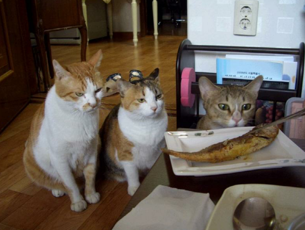 미친 고냉이 모음ㅡㅅㅡ | 인스티즈