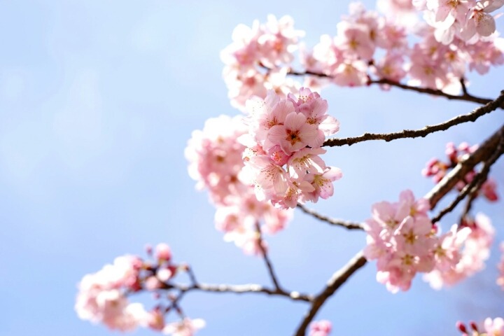 꽃잎 이미지