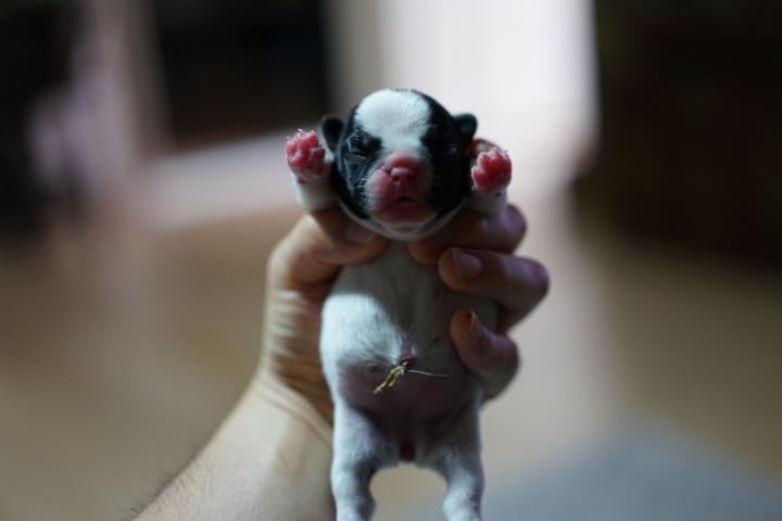 코봉이 이미지