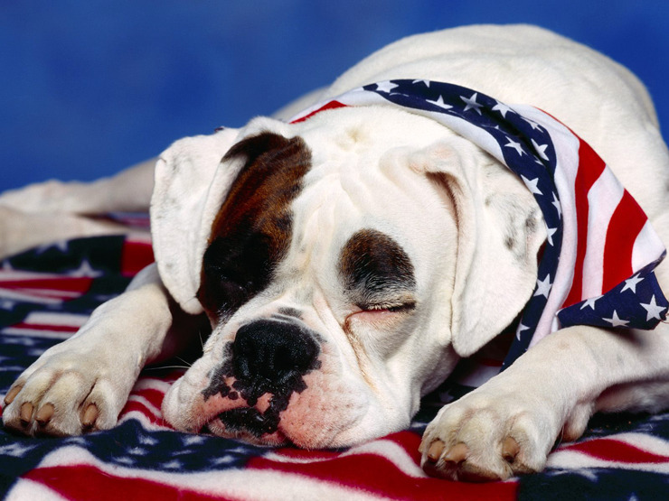 불독(bulldog) 이미지