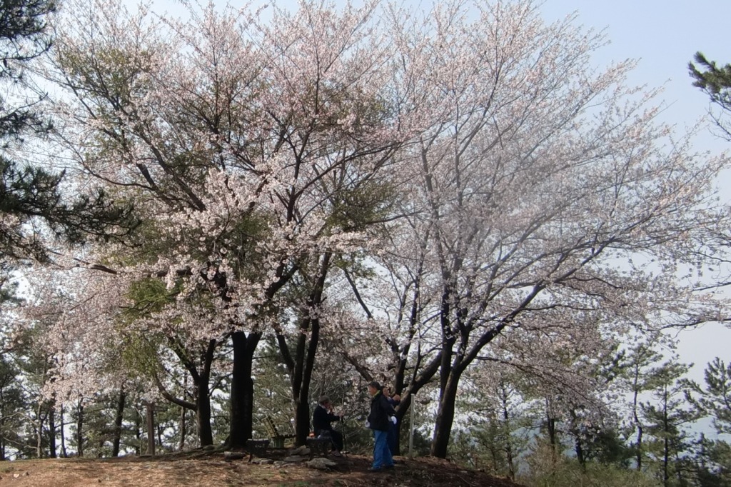 금강의자 이미지