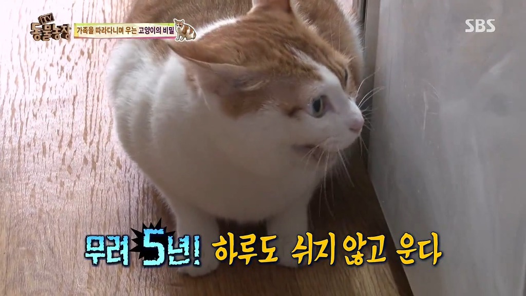 [동물농장] 존트 할말 다 하고 사는 수다쟁이 고양이 쪼롱이ㅋㅋㅋㅋ.jpg | 인스티즈