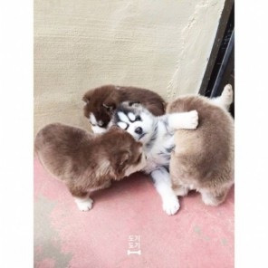 다구리 이미지