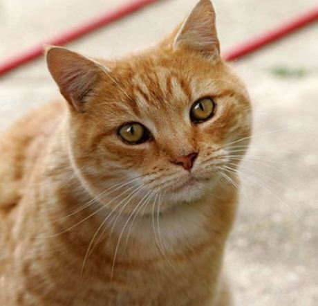 가장 흔하지만 너무나 매력적인 고양이, 코리안 숏헤어에 대하여 | 인스티즈