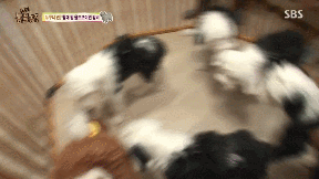 누가봐도 사자임 아무튼 사자임.gif | 인스티즈