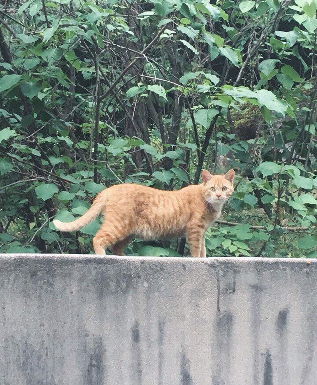 연세대학교의 고양이들 | 인스티즈