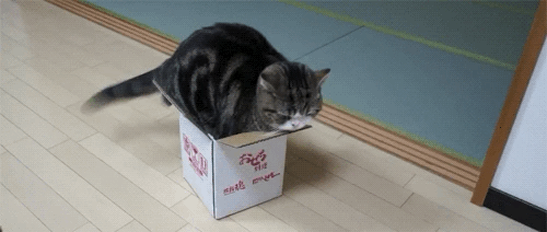 박스 사랑.gif | 인스티즈