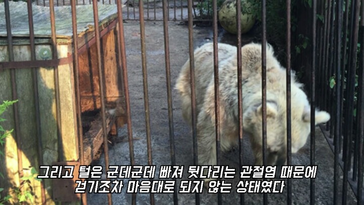 30년간 학대받은 곰 자연으로 돌아간 후 놀라운 변화 | 인스티즈