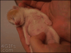 새벽에는 고양이.gif | 인스티즈