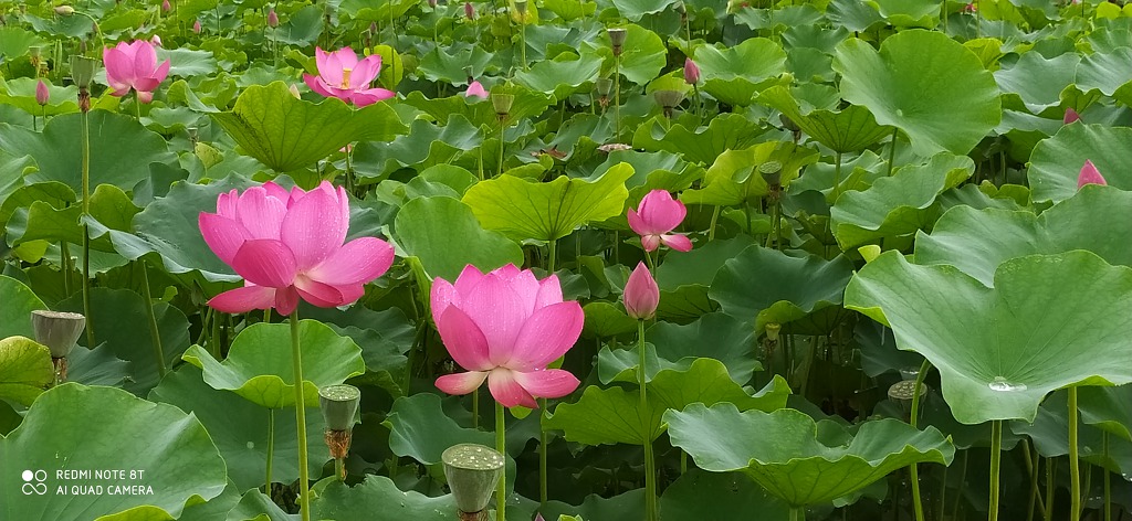 부용 이미지