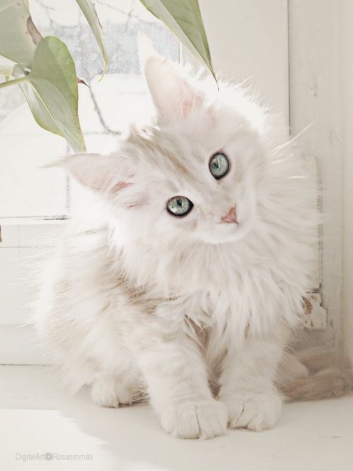 개와 고양이.jpg | 인스티즈