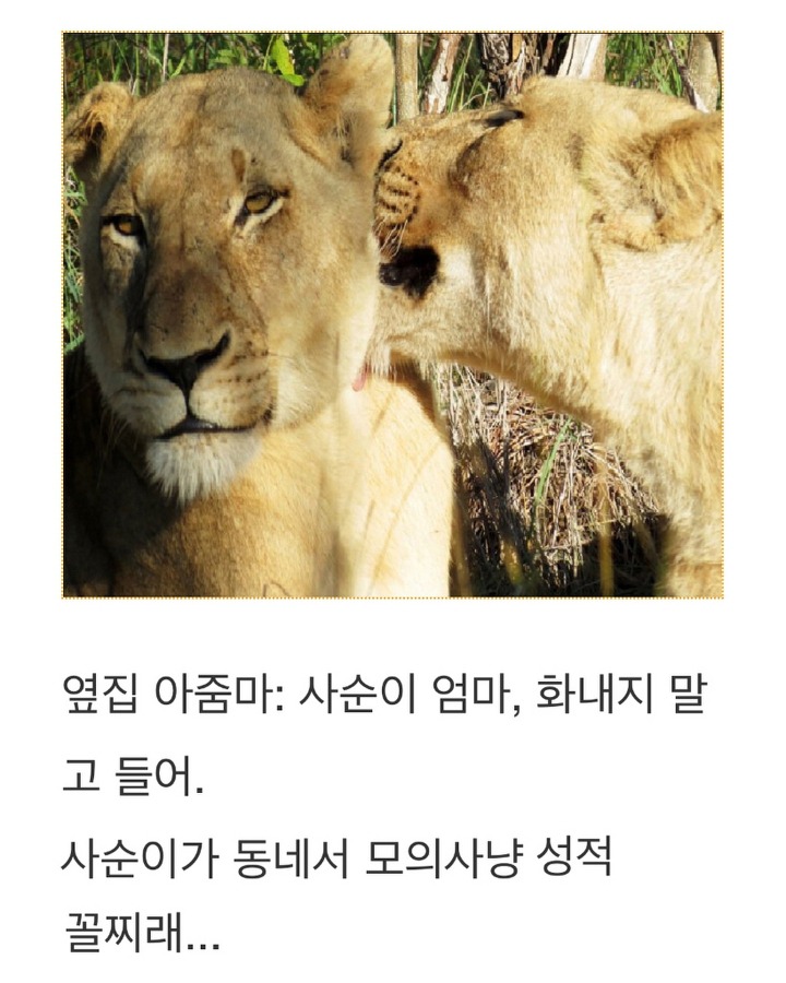 엄마사자의 내리사랑 | 인스티즈