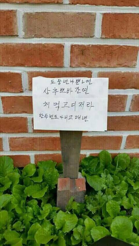 상추 도둑에 화나신 할머니.jpg | 인스티즈