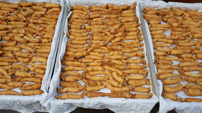 인삼불로초 이미지