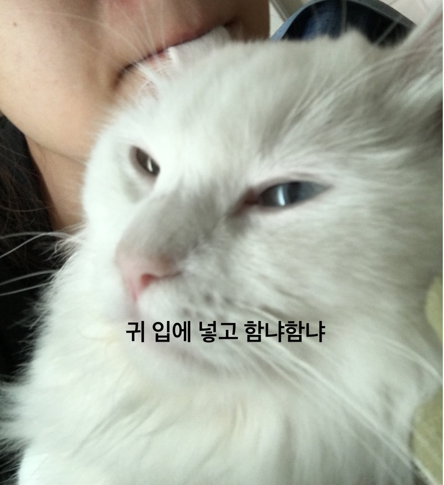 여러분이 고양이에게 하는 짓.twt | 인스티즈