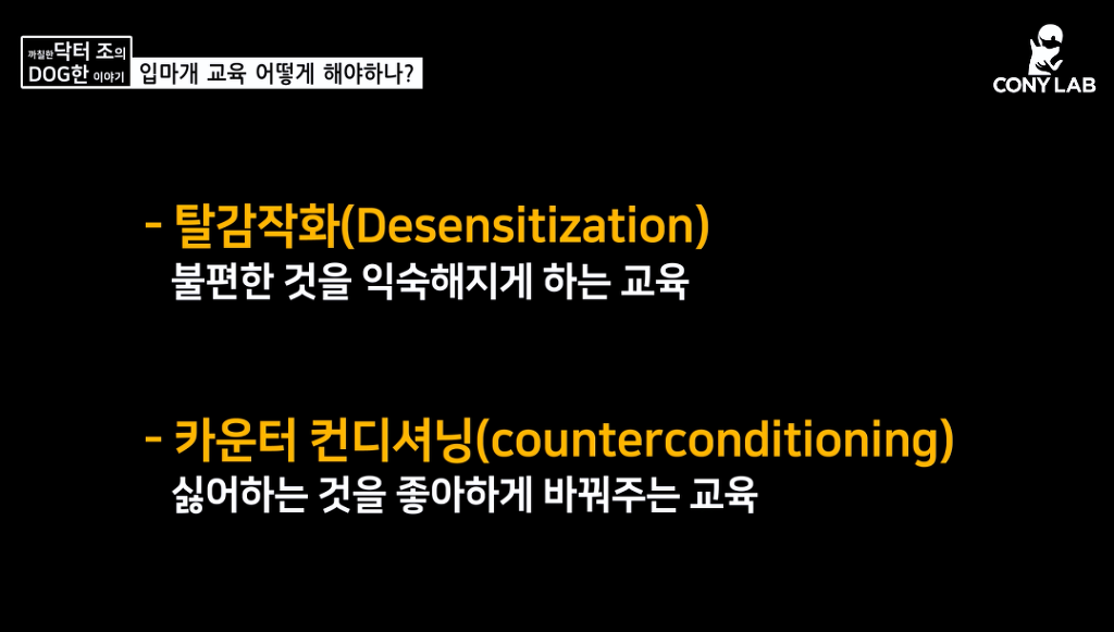 [영상] 강아지에게 거부감 안들게 입마개 교육하는 법! | 인스티즈