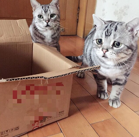 금방이라도 울 것 같은 울상 고양이 루후😿 | 인스티즈