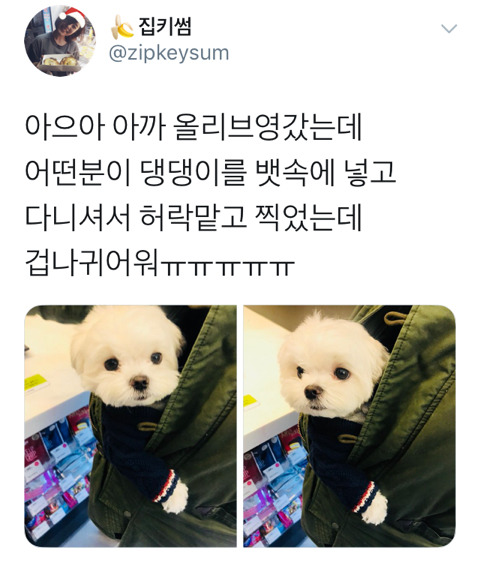 패딩 속 댕댕이 | 인스티즈