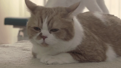 고양이 꾹꾹이 모음 | 인스티즈