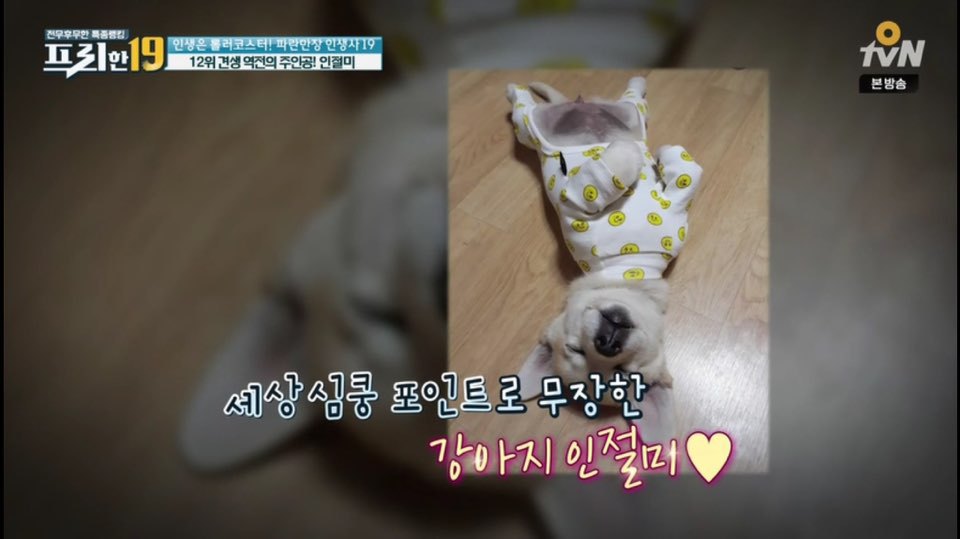 [인절미/짱절미] tvn 프리한19 견생역전의 주인공 | 인스티즈