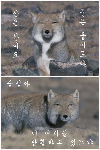 친절한 티벳여우 | 인스티즈