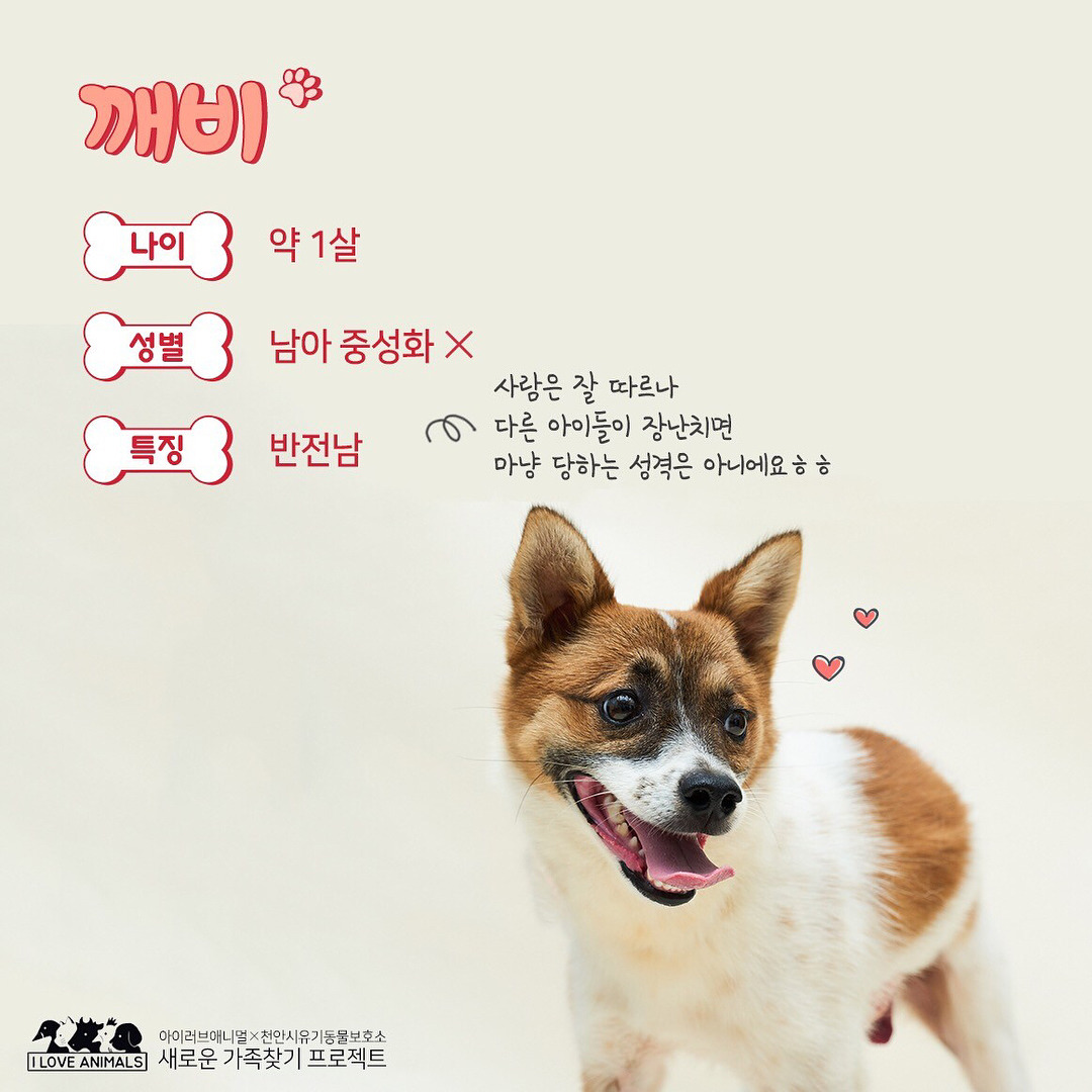 우리는 언제 가족이 생기나요? 사지 말고 입양하세요! | 인스티즈