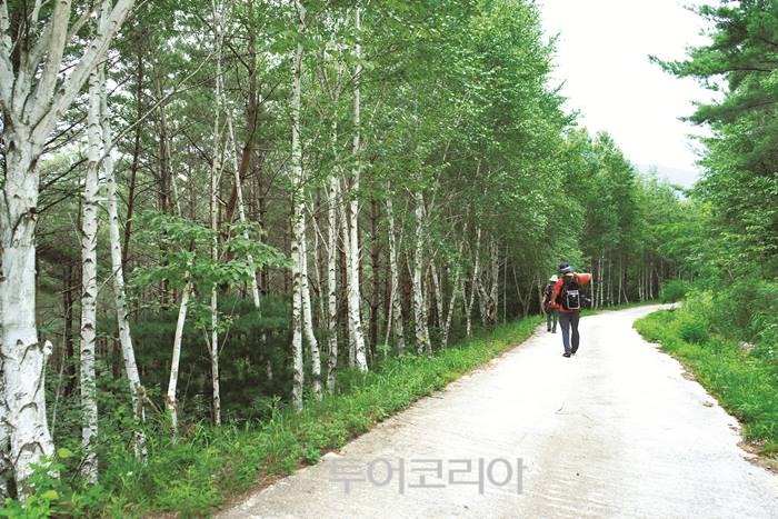 정선명주 이미지