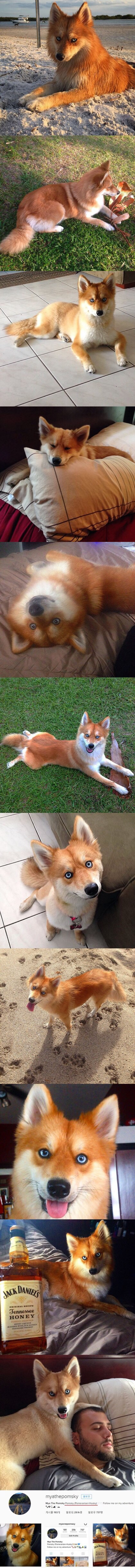 여우로 오해 받는 개 | 인스티즈