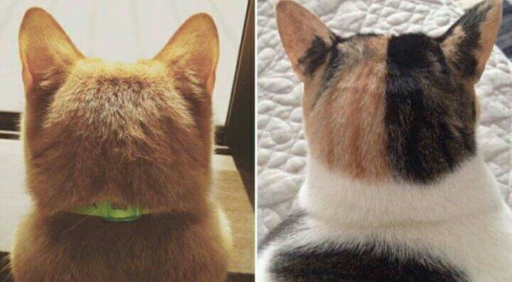 고양이 애호가들이 환장해 하는 부위 | 인스티즈