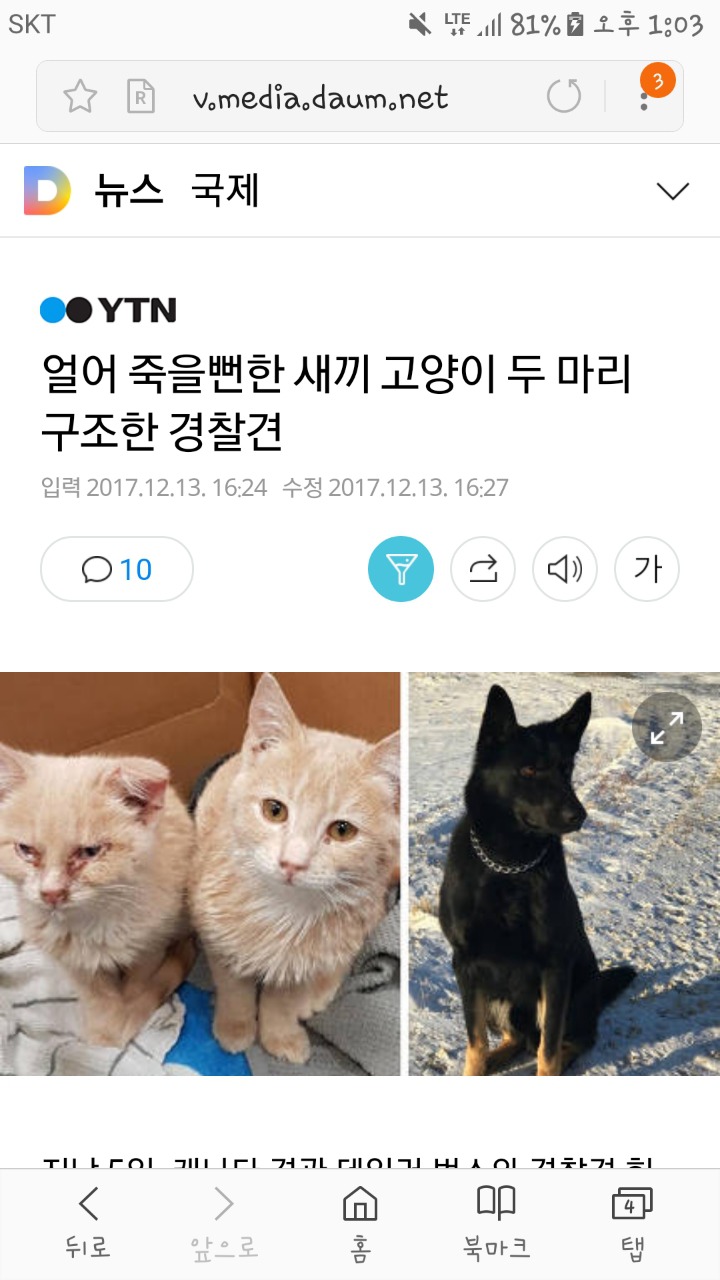 얼어 죽을뻔한 새끼 고양이 두 마리 구조한 경찰견 | 인스티즈