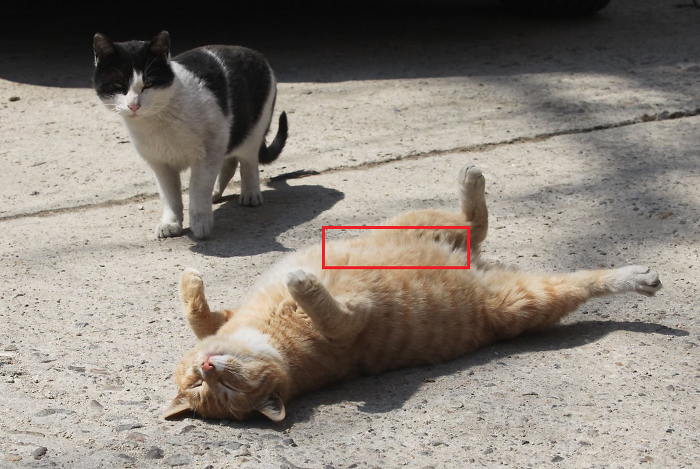 냥집사들은 공감할 고양이들 몸 부위 중 유난히 털이 부드러운 곳 | 인스티즈