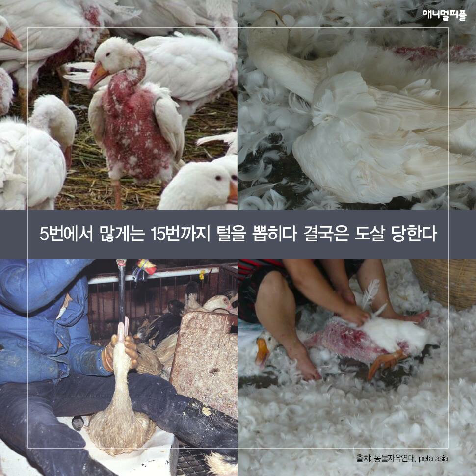 ??? : 아니 ㅅㅂ 말 못하는 강아지를 왜 때려...무슨 죄가 있다고... | 인스티즈