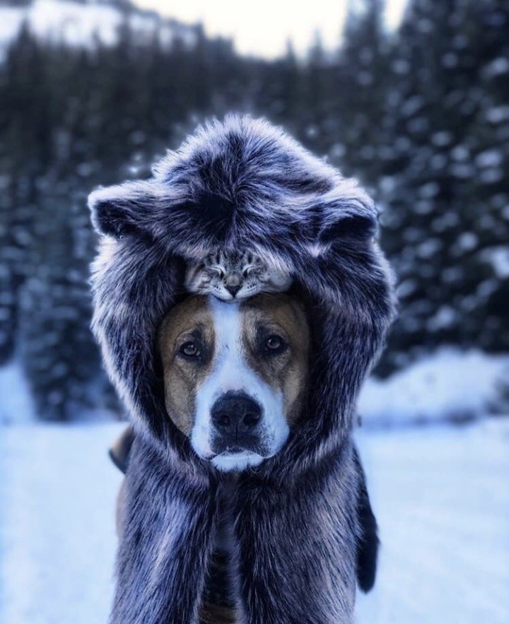 개와 고양이의 여행.jpg | 인스티즈