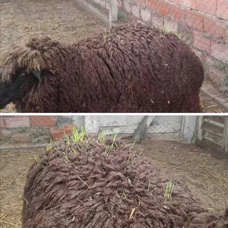 양털을 깎아야 하는 이유 | 인스티즈