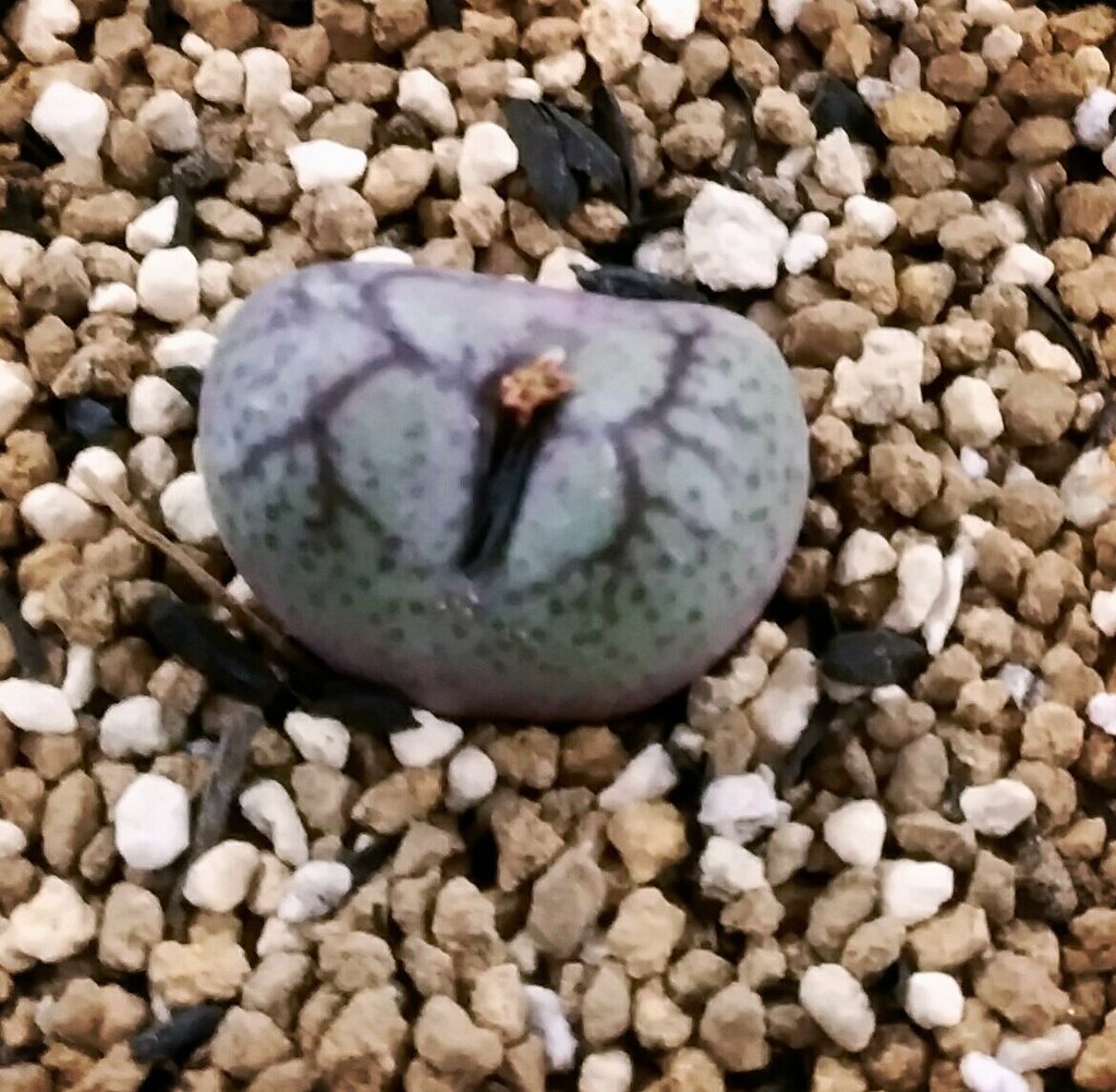 아이피시 이미지