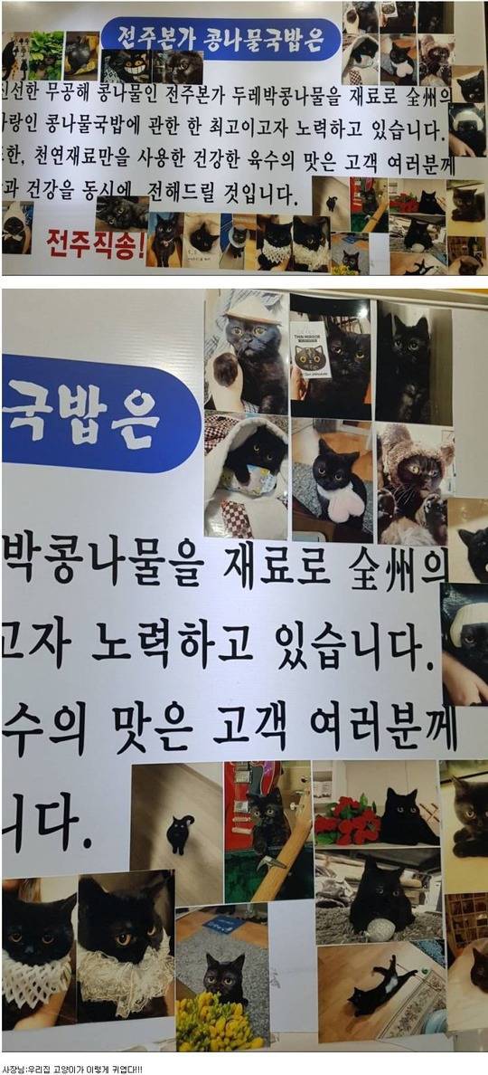 우리집 고양이가 이렇게 귀엽다 | 인스티즈