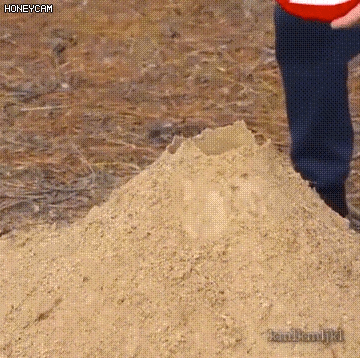 개미굴에 탄산과 멘토스를 넣으면 벌어지는 일 gif | 인스티즈