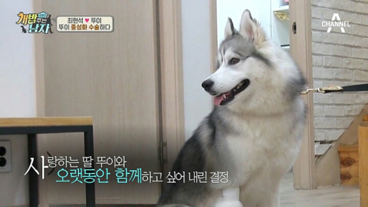 개밥주는남자에서 분양받고 사랑받고 자라는 강아지들.jpg | 인스티즈